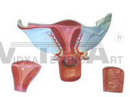 The dissection model of female internal genital organs